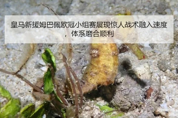 huang-ma-xin-yuan-mu-ba-pei-ou-guan-xiao-zu-sai-zhan-xian-jing-ren-zhan-shu-rong-ru-su-du-ti-xi-mo-he-shun-li-2-939.jpg